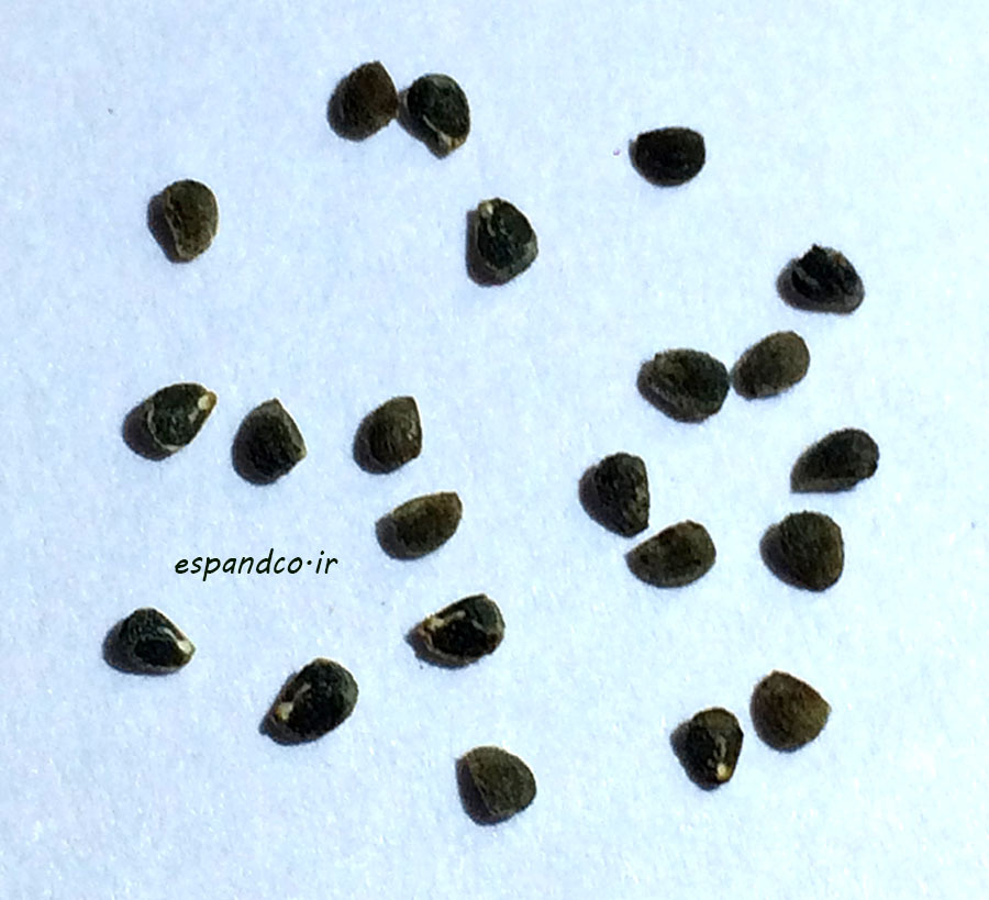  Heliotropium europaeum seed 